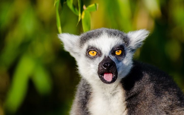 Naujieji metai Madagaskare - unikalesnės vietos nerasite niekur kitur pasaulyje 