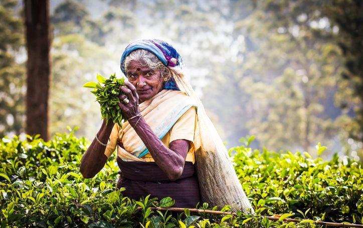 Šri Lanka (11n.) - viliojanti drambliais ir šnaranti arbatos lapeliais