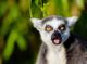Madagaskaras (14n.) - egzotiška pažintinė kelionė 